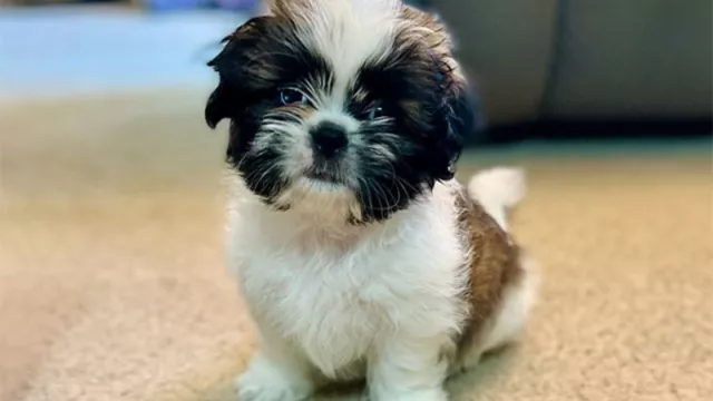 pet insurance
